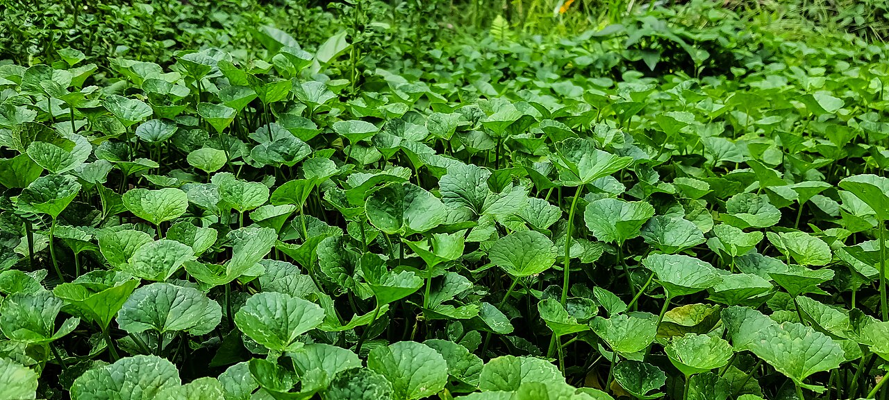 Centella nedir; “cica” ile aynı şey mi?