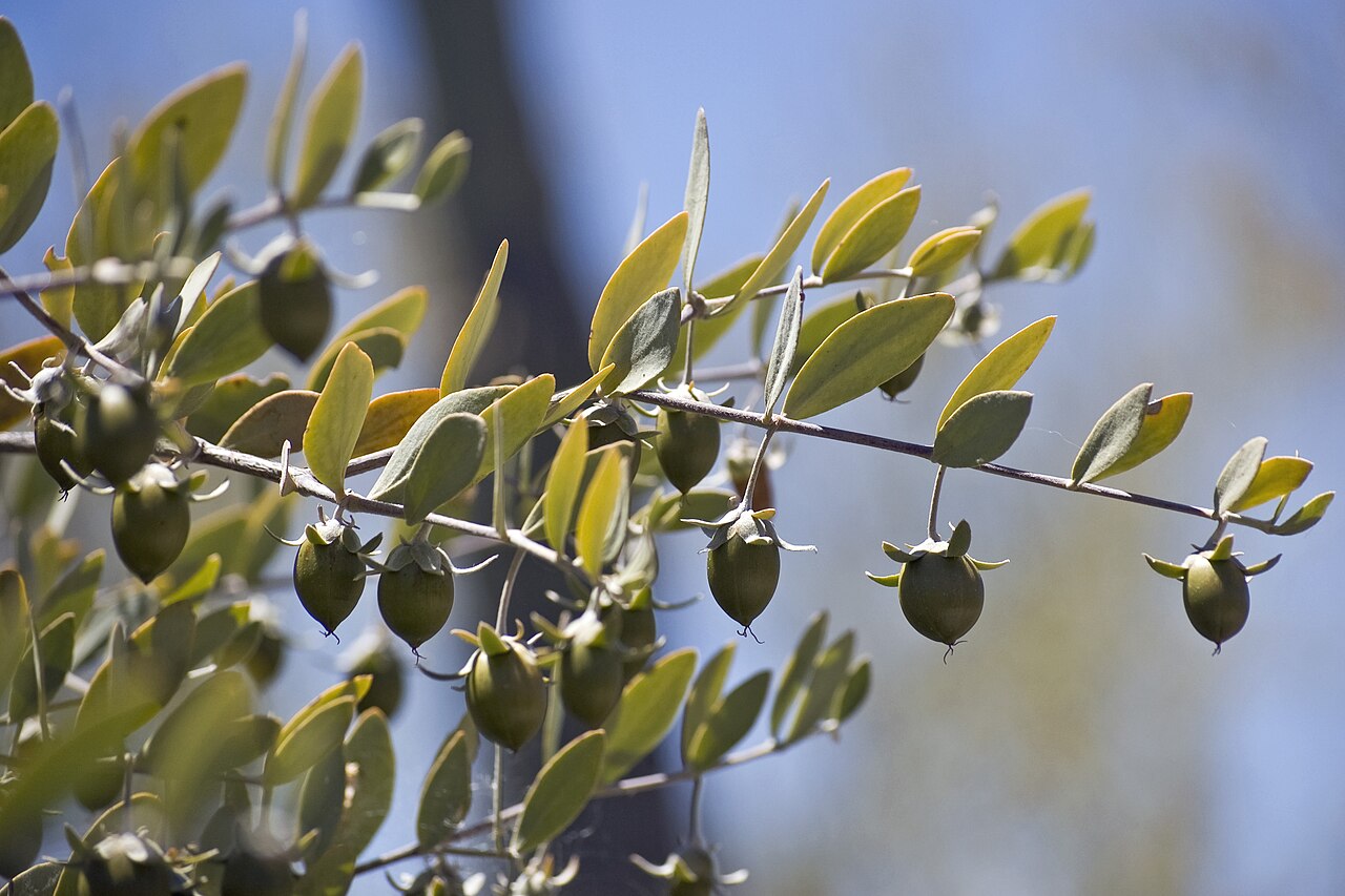 Jojoba Yağının Faydaları Nelerdir